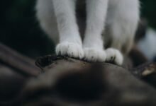 operational footprint classification log